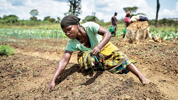 參與了公平貿易的小農利用不損環境的種植方法,確保土地的土質得以維持。