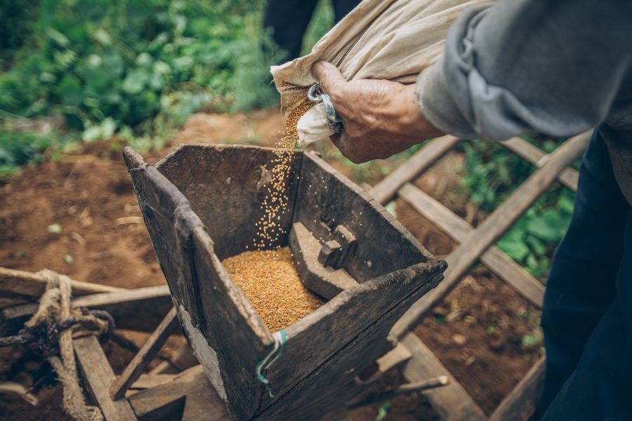 Farmers carefully pour seeds into the farm machinery in preparation for the spring sowing season. 