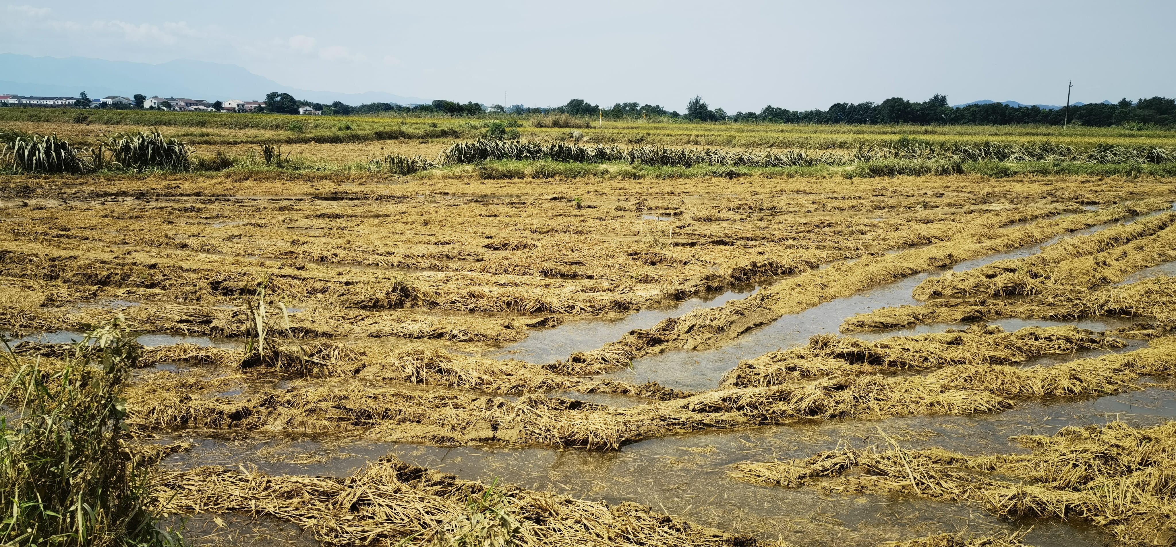 被毁水稻
