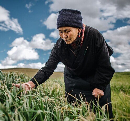 從生態退化到多元發展　青藏高原上的氣候探索 - 氣候適應 - 樂施會在中國內地  - 圖像